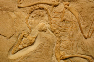 <i>Archaeopteryx lithographica</i> - Berlin specimen